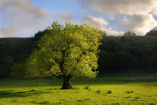Lone Tree, Upper Wharfedale, June 2026