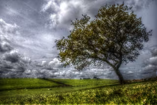 Anglezarke, Twitch Hills Clough Oak, May 2022